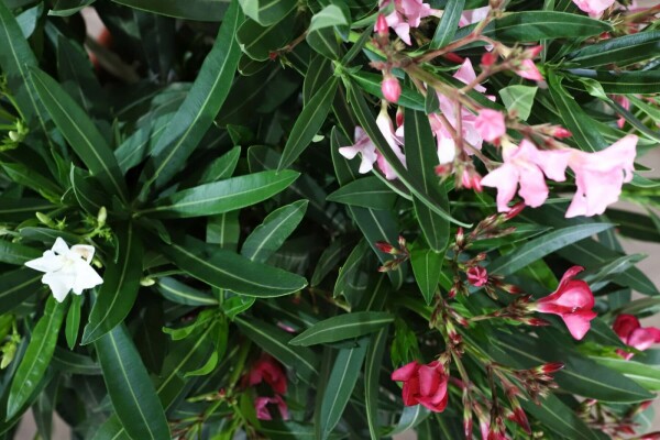 Nerium oleander