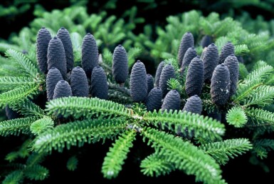 Abies koreana