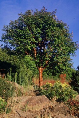 Papirbarkløn Acer griseum busk 40-50 potte C3