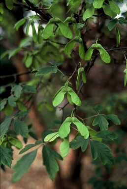 Papirbarkløn Acer griseum busk 40-50 potte C3