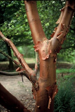 Papirbarkløn Acer griseum busk 40-50 potte C3