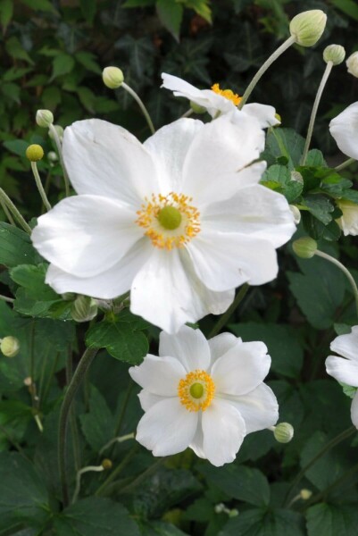 Anemone hybrida 'Honorine Jobert'