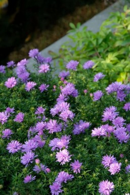 Pudeasters Aster dumosus 'Lady in Blue' 5-10 potte P9