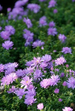 Pudeasters Aster dumosus 'Lady in Blue' 5-10 potte P9