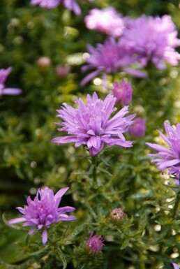 Pudeasters Aster dumosus 'Lady in Blue' 5-10 potte P9