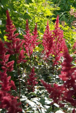 Astilbe × arendsii 'Fanal'