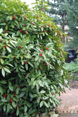 Aucuba japonica 'Variegata'