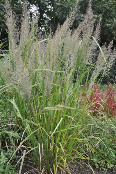 Calamagrostis brachytricha