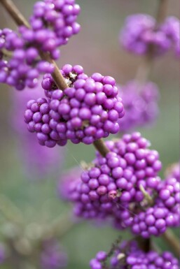 Callicarpa bodinieri 'Profusion'