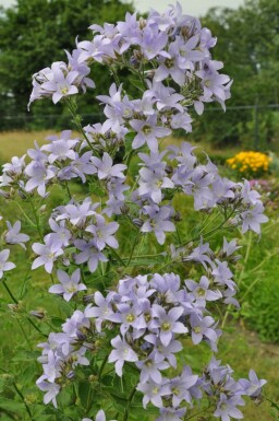 Campanula lactiflora 'Prichard's Variety'