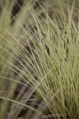 Carex oshimensis 'Evergold'