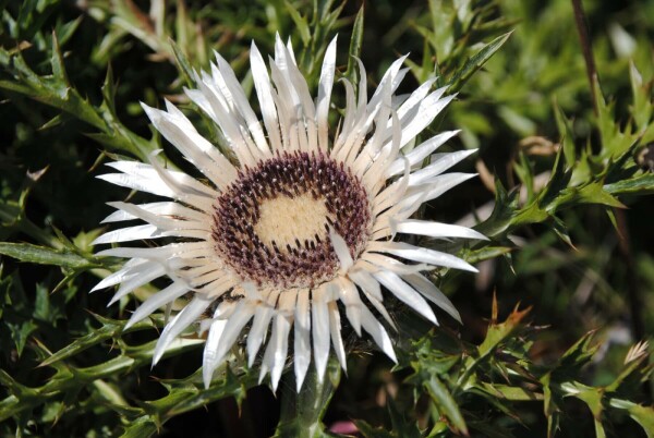 Carlina acaulis subsp. simplex