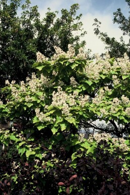 Catalpa bignonioides 'Aurea'