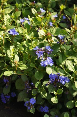 Ceratostigma plumbaginoides