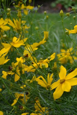 Coreopsis verticillata 'Zagreb'