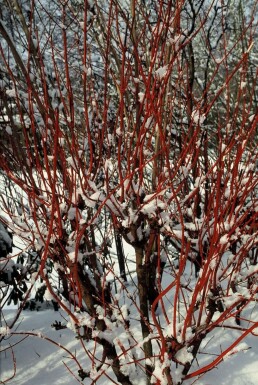 Cornus alba 'Sibirica'