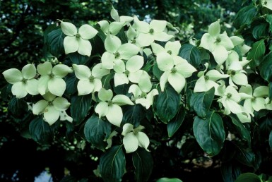 Cornus kousa 'China Girl'