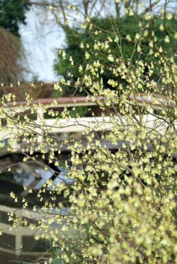 Corylopsis pauciflora