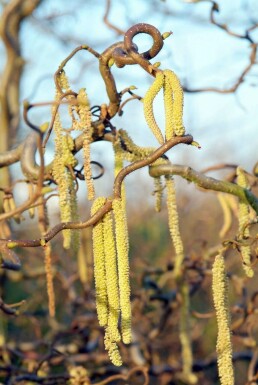 Corylus avellana 'Contorta'