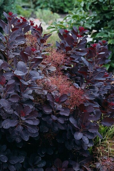 Cotinus coggygria 'Royal Purple'