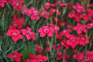 Dianthus deltoides 'Brilliant'