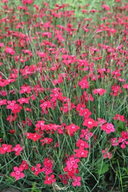 Dianthus deltoides 'Brilliant'