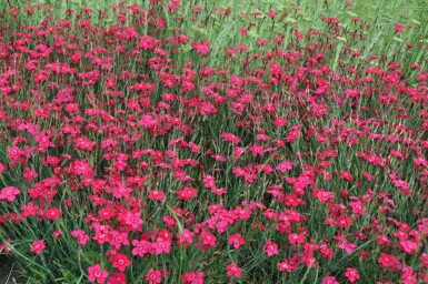 Dianthus deltoides 'Brilliant'