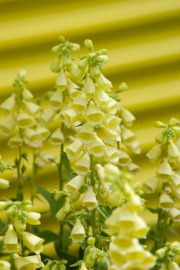 Digitalis grandiflora