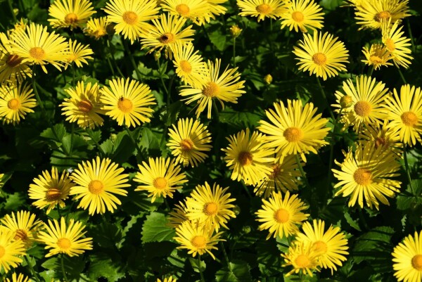 Doronicum orientale 'Magnificum'