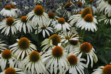 Echinacea purpurea 'Alba'