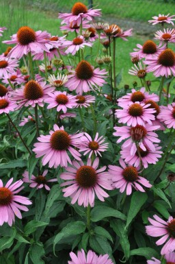 Echinacea purpurea 'Magnus'