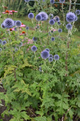 Echinops ritro