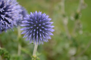 Echinops ritro