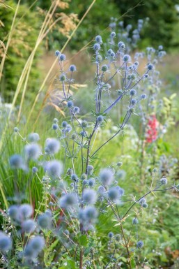 Eryngium planum 'Blauer Zwerg'