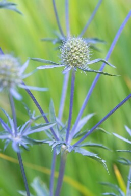 Eryngium planum 'Blauer Zwerg'