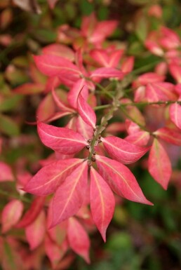 Euonymus alatus