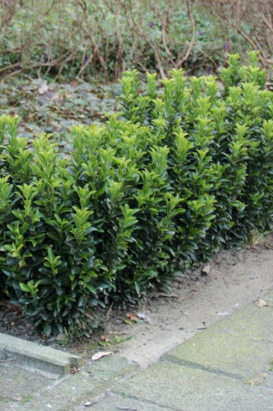 Euonymus japonicus 'Green Spire'