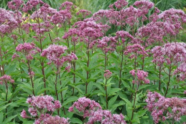 Eupatorium maculatum 'Atropurpureum'