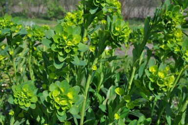 Euphorbia amygdaloides 'Robbiae'