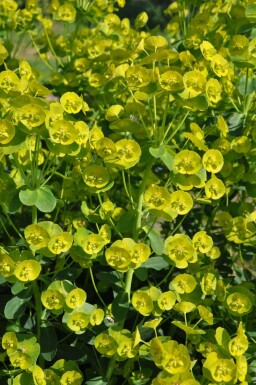 Euphorbia amygdaloides 'Robbiae'