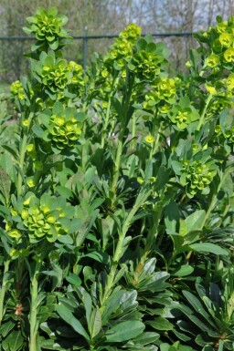 Euphorbia amygdaloides 'Robbiae'