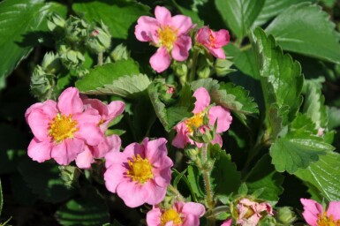 Fragaria 'Lipstick'