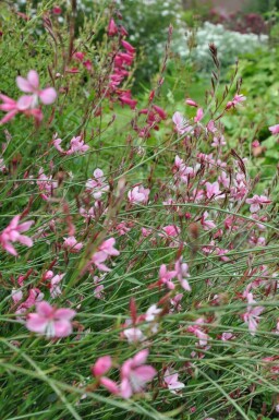 Gaura lindheimeri 'Siskiyou Pink'