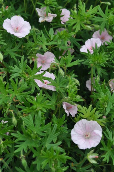 Geranium sanguineum 'Striatum'