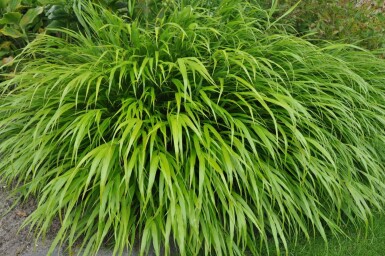 Hakonechloa macra