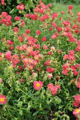 Helianthemum 'Amabile Plenum'