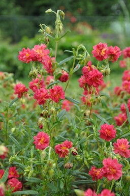 Helianthemum 'Amabile Plenum'