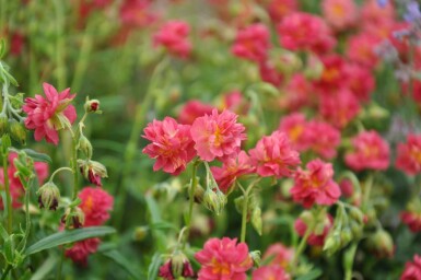 Helianthemum 'Amabile Plenum'