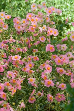 Helianthemum 'Lawrenson's Pink'