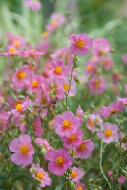 Helianthemum 'Lawrenson's Pink'